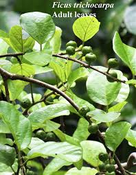 Image result for Ficus trichopoda