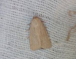 Image result for Photedes morrisii