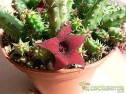 Image result for Huernia verekeri