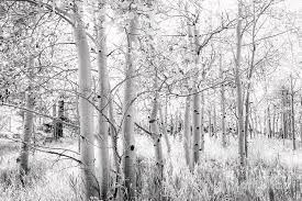 Aspen Trees In Black And White Photograph By Amy Sorvillo
