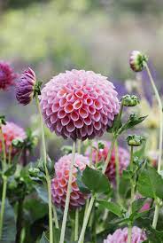 The 15 Best Fall Flowers For Your Autumn Garden Fall Flowers Planting Flowers Autumn Garden