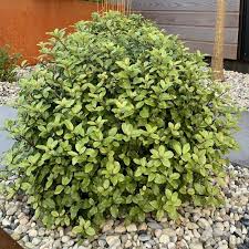 Image result for Pittosporum tenuifolium