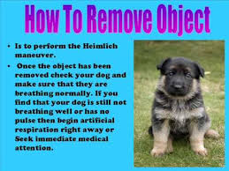 What to do when a dog is choking. What To Do If Your Dog Is Choking Youtube
