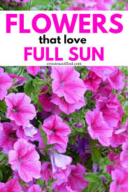 Dry them in the sun for a few days, then dust the tubers with sulfur powder or another fungicide to prevent rot. Full Sun Annual Flowers That You Can Plant For Beautiful Spring And Summer Blooms Thes In 2020 Shade Flowers Perennial Plants That Love Shade Summer Blooming Flowers