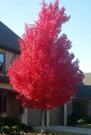 Brandywine Red Maple Tree Red Maple Tree Shade Trees Trees For Front Yard