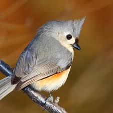 Birds With Tufted Heads Tufted Titmouse National Geographic Titmouse Animals Bird Island