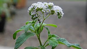 Image result for Heliotropium ciliatum