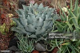 Image result for Agavaceae