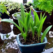 Image result for Ledebouria Unidentified sp. no6.