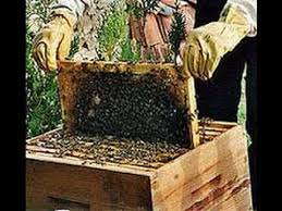 Maybe you would like to learn more about one of these? Comment Avoir Des Abeilles A La Maison Gratuitement Abeille Ruche Abeille Apiculture