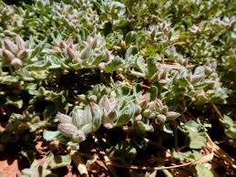 Image result for Glinus lotoides