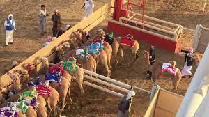 .camel racing federation at al wathba (abu dhabi; Al Marmoom Camel Racing Dubai Golectures Online Lectures