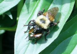 Most people are afraid of bumblebees since they. Big Eyed Bumble Wild Pollinator Partners