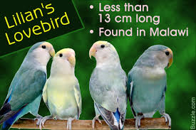 Awesome Information About All The Lovebird Species Dont Miss