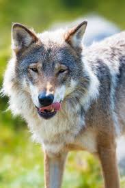 They may go several days without a meal and then gorge on over 20 pounds of meat when a kill is made. What Do Wolves Eat And How Does That Compare To Dogs Diets