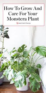 How To Care For The Forever Trendy And Tropical Monstera Deliciosa Plant Care Houseplant Philodendron Plant Plants