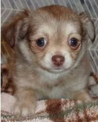 Maybe you would like to learn more about one of these? Dogs Puppies For Sale In Duluth Minnesota Dogs For Sale Chihuahua Puppies For Sale Dogs And Puppies