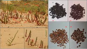 Image result for Halopyrum mucronatum