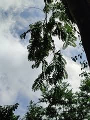 Image result for Pycnanthus angolensis