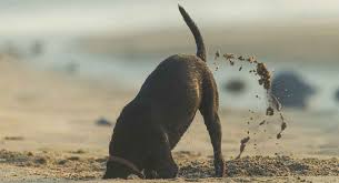 We did not find results for: How To Stop A Dog Digging In Your Home And Garden