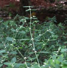 Image result for Alternanthera sessilis