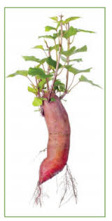 Set the slips deep enough to cover the roots and the stem up to the leaves (sweet potatoes will form on the nodes), 12 to 18 inches apart. Growing Sweet Potatoes How To Grow Sweet Potatoes In Texas