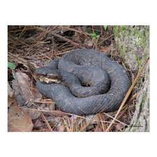 Cottonmouth Moccasin Snake Snake Moccasins Louisiana