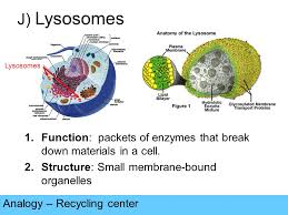 Maybe you would like to learn more about one of these? Cell Structures And Functions Ppt Video Online Download
