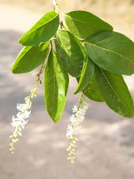 Image result for Citharexylum