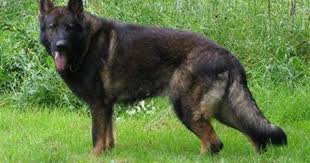 Black And Silver German Shepherd Puppies For Sale Near Me Silver German Shepherd Canto Von Der Annaburger Heide Black Ddr German Shepherd Ddr German Shepherd German Shepherd Puppies Silver German Shepherd