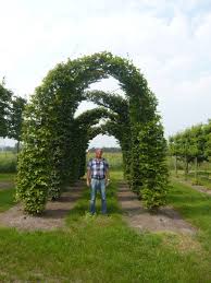 Sonnenschutz mit sonnenschutzfolie innen oder außen. Sonnenschutz Im Garten Viele Gartenpflanzen Bieten Einen Naturlichen Schutz Vor Der Sonne Fragen Bilder Pflanz Und Pflegeanleitungen Rund Um Das Thema Gartenpflanzen