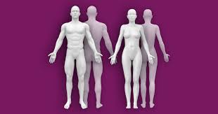 See human back anatomy stock video clips. Interactive Human Anatomy Figure Male Female Front Back