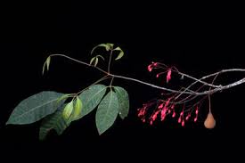 Image result for Haplocoelum inoploeum