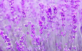Spring Purple Flowers Meadow Wallpaper Purple Flowers Purple Flowers Wallpaper Pink Flowers Wallpaper