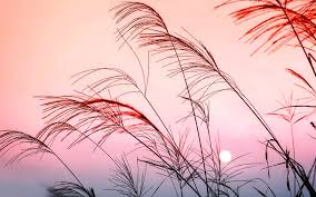Cute pink background illustrations & vectors. Desktop Wallpaper Hd Pastel Color Wallpaper
