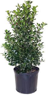 Maybe you would like to learn more about one of these? Amazon Com Ilex X Meserveae Blue Maid Blue Holly Evergreen 3 Size Container Garden Outdoor