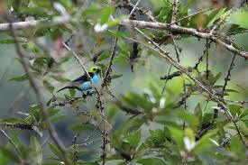 I heard a joke that now there are more people in the forests than in supermarkets, and i gave birth to a new business idea to create small forest markets. Plant Bird Interactions Respond Stronger To Fragmentation At High Than At Low Elevations Ecography