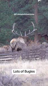 Elk Bugles in Colorado Wilderness