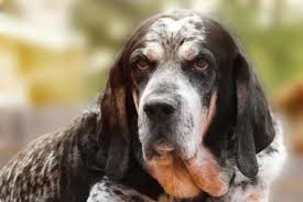Everything you want to know about bluetick coonhounds including grooming, training, health problems, history, adoption, finding good. Bluetick Coonhounds For Adoption Browse Puppies For Adoption Vip Puppies