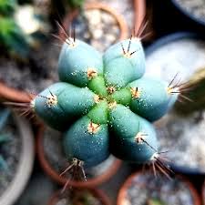 Reddit has thousands of vibrant communities with people that share your interests. A Place To Buy Sell And Trade Trichocereus Cactus