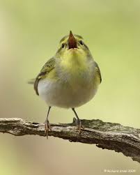 This Site Is No Longer Available Bird Photography British Wildlife Bird Species