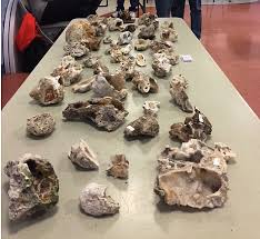 Maryland Geological Society