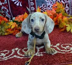 Black And Tan Dachshund Puppies For Sale Near Me Mini Dachshund Puppies For Sale Black Tan Doxie Breeder Short Hair Pups Dachshund Puppies For Sale Dachshund Puppies Dachshund Breed