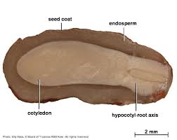 Image result for Vangueria proschii