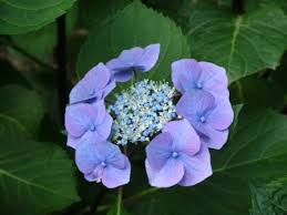 Image result for Ozoroa macrophylla