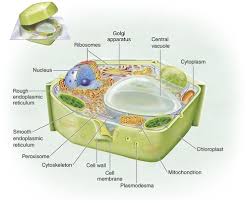 Check spelling or type a new query. Cell Structure Flashcards Quizlet