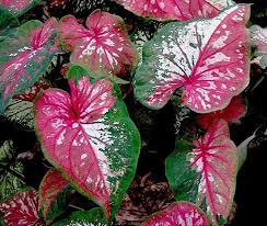 Thai Caladium Mak Ka Varn Gingerwood Nursery In 2020 Caladium Plants Leaf Shapes