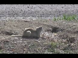 Gray squirrels breed throughout the year, but. Ground Squirrels Not Gophers Youtube