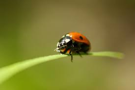 We did not find results for: How To Get Rid Of Rollie Pollies From The Garden