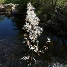 Image result for Melinis repens